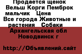 Продается щенок Вельш Корги Пемброк мальчик › Цена ­ 65 000 - Все города Животные и растения » Собаки   . Архангельская обл.,Новодвинск г.